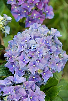 Close up of purple and blue hydrangeas