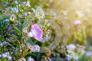 close up of purple blueish morning glory flower with sunlight in the morning photo