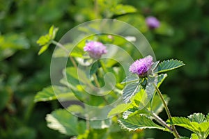 Close-up of the purple Brazilian Button Flower, also known as Lark daisy