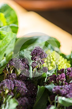 Close up on purple broccoli