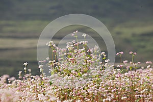 Close up of purple buckwheat (Tam Giac Mach in Vietnamese) flower