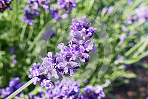 Close-up of purple buds of lavender Lavandula angustifolia on green-purple blurred background.