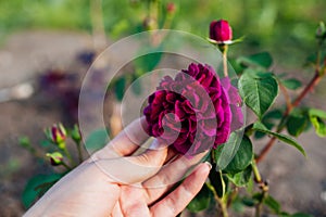 Close up of purple burdundy The Prince rose blooming in garden. Cupped magenta bloom. Gardener enjoying flower