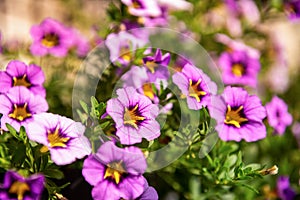 Close up of purple Calibrachoa flowers in a hanging basket, also known as Million Bells or trailing mini petunia.