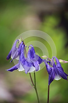 Close Up of Purple Colombine Flowers photo