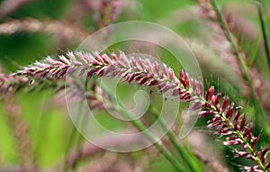 A close-up of purple color fountain grass