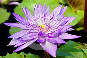 A close-up of purple color water lily flower.