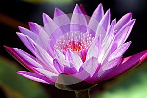 A close-up of purple color water lily flower.