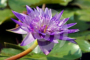 A close-up of purple color water lily flower.