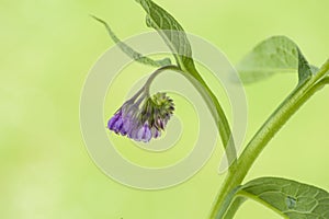 Close -up of purple comfrey. Symphytum officinale