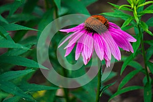 Close-up of a Purple Coneflower