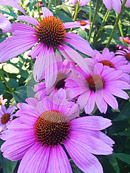 Close up of Purple Coneflowers in the Garden