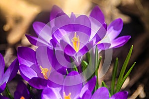 Close-up of purple crocus flower in a forest in early spring