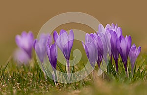 Close up of purple crocus flowers.  Green grass background with shallow depth of field