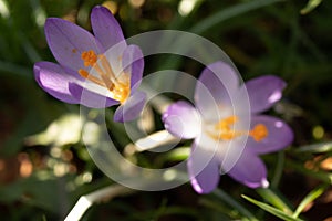 Close up purple crocus flowers on spring field