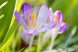 Close up purple crocus flowers on spring field