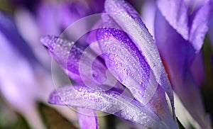 Close up of purple crocus petals covered with water droplets in springtime