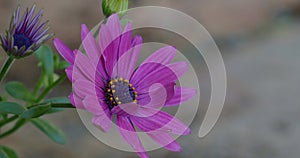 Close up of purple daisy flower isolated in spring with a little breeze