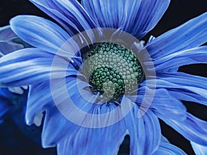 Close up of a purple daisy