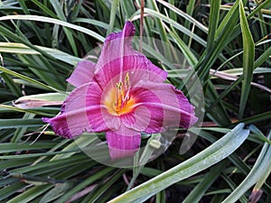 Close up of a Purple Daylily flower.