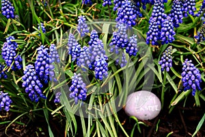 Close up of purple-dyed Easter egg with `Happy Easter` is hidden in a garden of hyacinth flowers