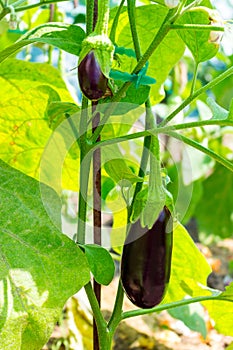 Close up of purple eggplant growing on the plant in the sunlight in the vegetable garden