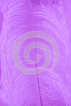 Close up Purple feather of bird for background