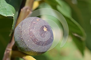 Close-up of purple figs on the fig tree branches