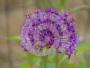 Close up of a purple flower of the allium