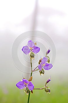 Close-up the purple flower. Dew drop on the purple flower in pin