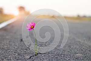 Close up, purple flower growing in crack street background