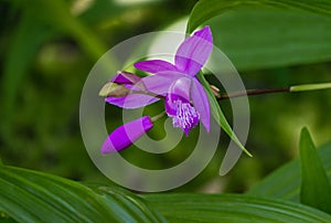 Close-up purple flower orchid Bletilla striata or Hyacinth orchid Arboretum Park Southern Cultures in Sirius Adler Sochi.