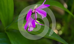 Close-up purple flower orchid Bletilla striata or Hyacinth orchid Arboretum Park Southern Cultures in Sirius Adler Sochi.