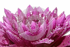 Close up Purple flower petals with dew