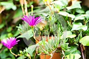 Close up of a purple flower in a pot. Horizontal with copy space