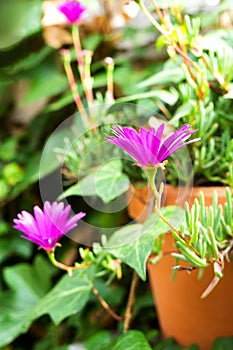 Close up of a purple flower in a pot. Vertical. Copy space