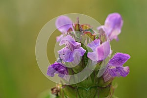 Close up of the purple flower of Prunella vulgaris or common selfheal against a green blurred background