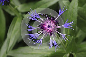 close up of purple flower, purple thistle flower and green leaf