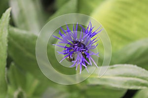 close up of purple flower, purple thistle flower and green leaf