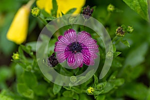 Close up of purple flower with rain drops in soft focus