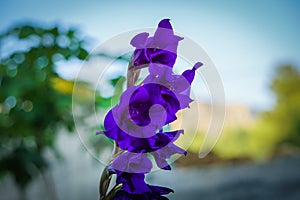 Close up purple flower on tree background.