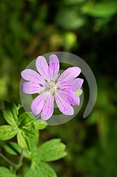 Close-up of a purple flower of a wild Caucasian Geranium Geranium sylvaticum geranium growing in the foothills of the Caucasus