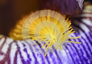 Close up of a purple flower with yellow stamen