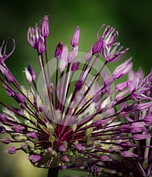 Close-up of purple flowering plant against green background