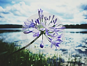 close-up of purple flowering plant against sky