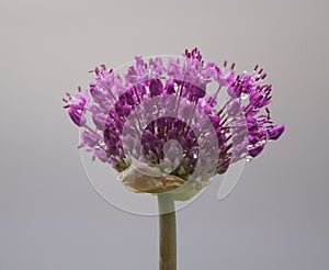 Close-up of purple flowering plant against sky