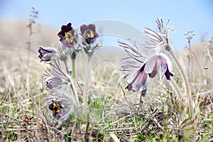 Close-up of purple flowering plants in a meadow. Pulsatilla Pratensis. Selective focus