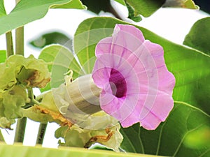 Close up Purple flowers of Baby Rose, Elephant Climber, Elephant Creeper