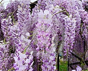 Close up purple flowers of blue Wisteria plant