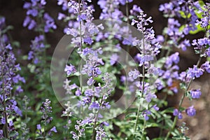 Close up of the purple flowers of Catmint Walkers Low, Nepeta faassenii photo